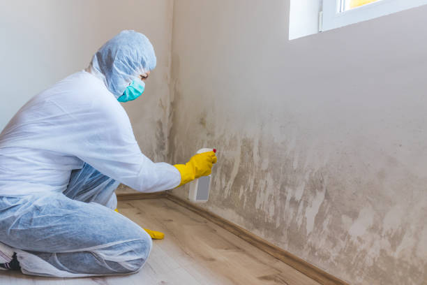 Best Mold Removal Process  in Glencoe, AL