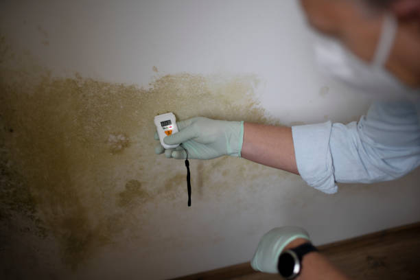 Glencoe, AL Mold Removal Company
