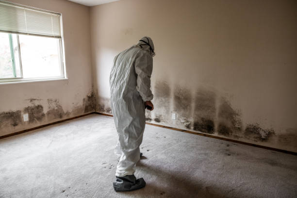Mold Removal Process in Glencoe, AL