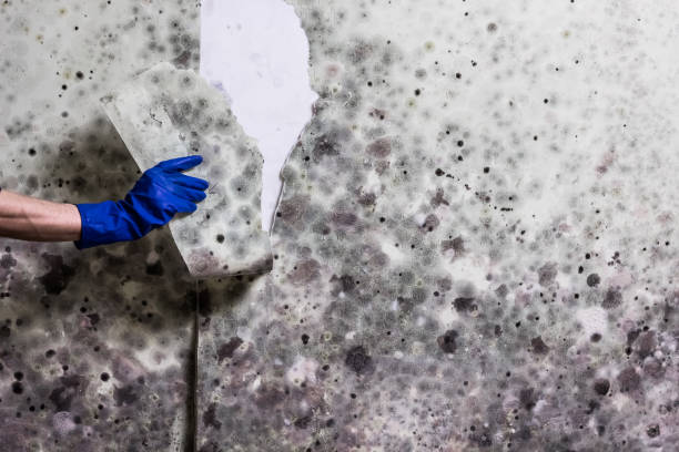 Best Crawl Space Mold Removal  in Glencoe, AL