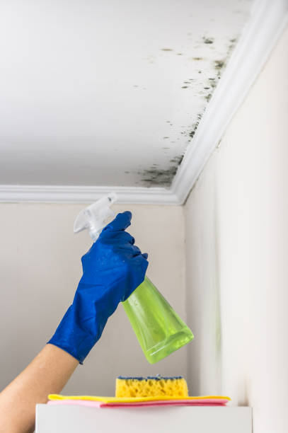 Home Mold Removal in Glencoe, AL