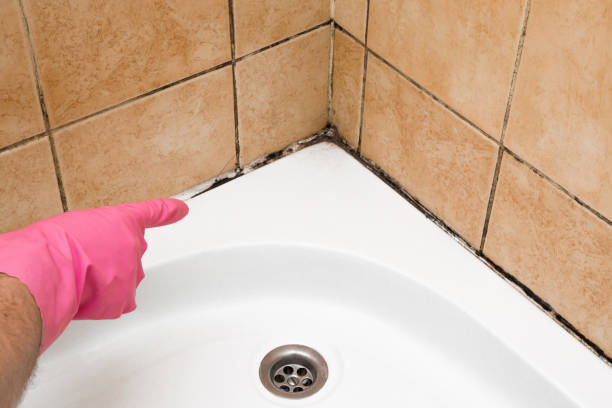 Best Home Mold Removal  in Glencoe, AL