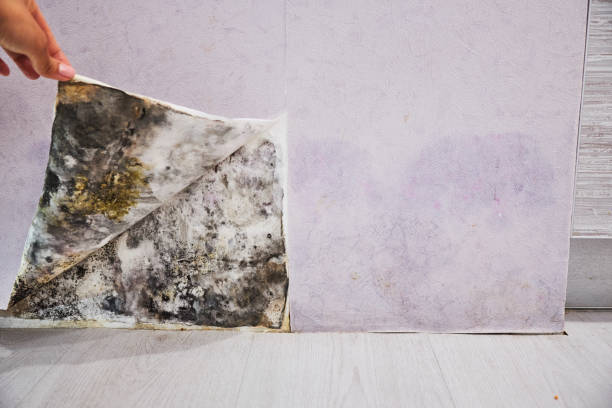 Best Affordable Mold Removal  in Glencoe, AL